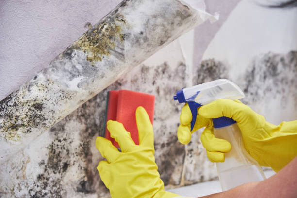 Best Black Mold Removal  in Murphysboro, IL